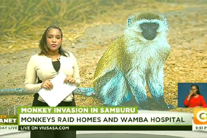 Escorts Wamba, Kenya — Local Companions
