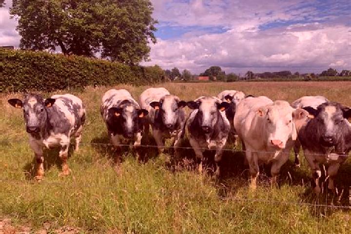 Escorts Wambeek, Belgium — Local Companions