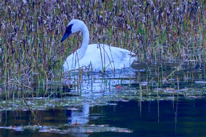 Escorts White Swan, United States — Local Companions