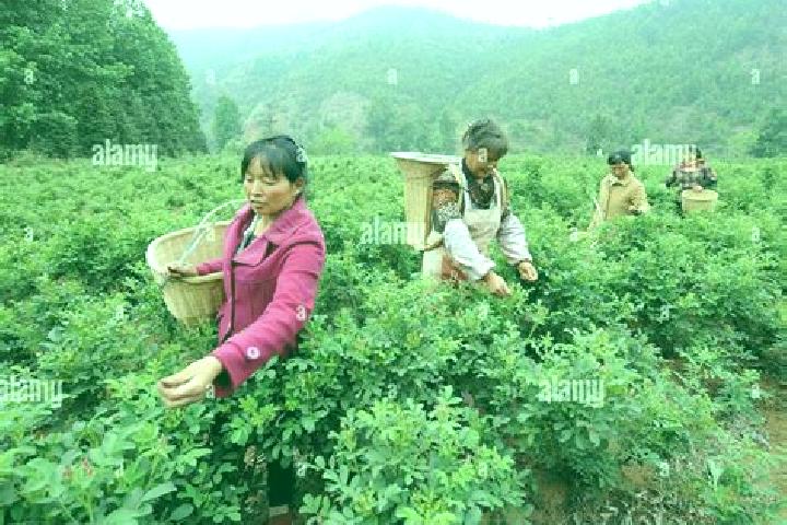 Escorts Xuanwei, China — Local Companions
