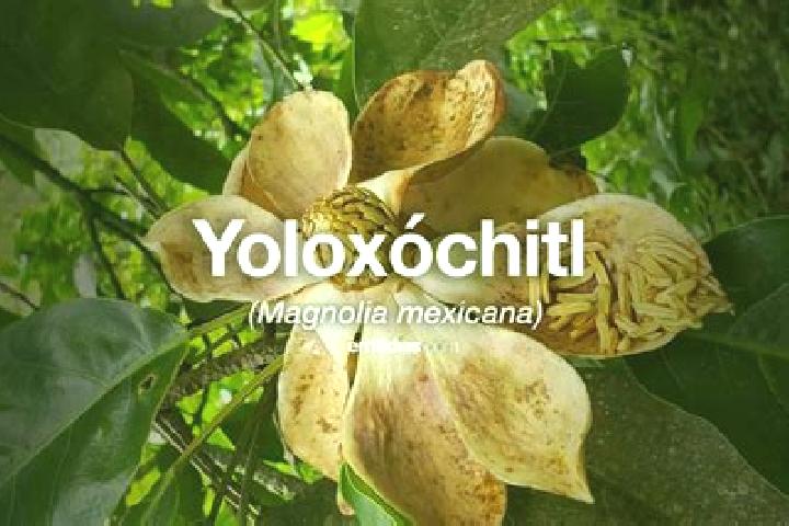 Escorts Yoloxochitl, Mexico — Local Companions
