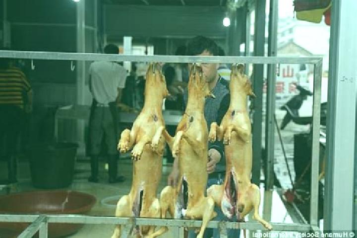 Escorts Yulin, China — Local Companions