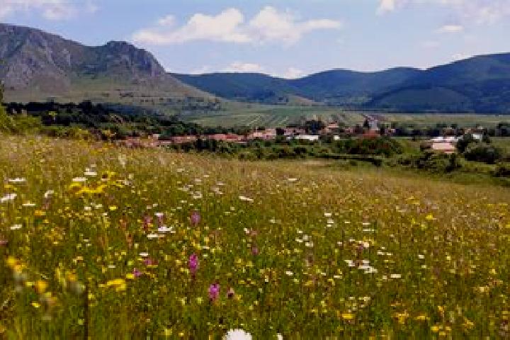 Escorts Zalan, Romania — Local Companions