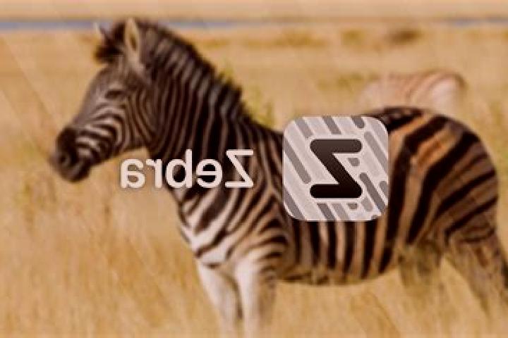 Escorts Zebra, Ivory Coast — Local Companions