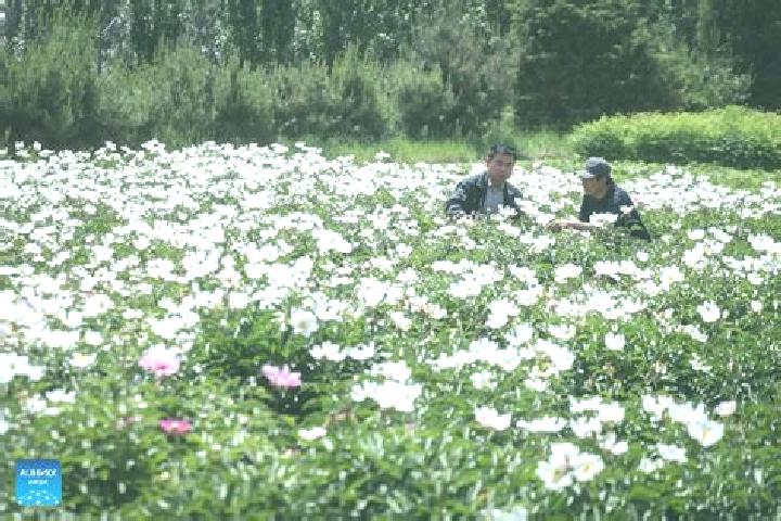 Escorts Zhangwu, China — Local Companions