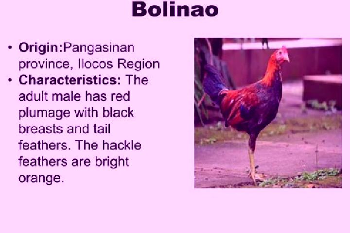 Eva, 23 — Escort in Bolilao, Philippines