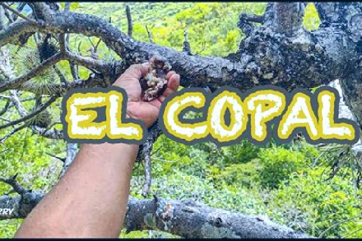 Eva, 23 — Escort in Naranjito de Copal, Mexico
