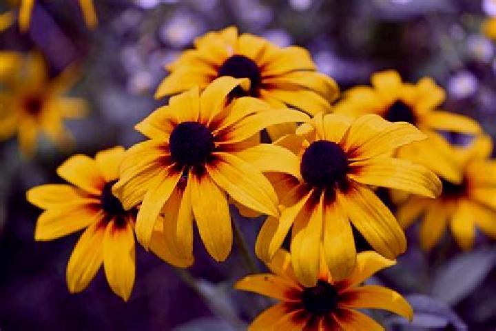 Eva, 25, a brunette grey-eyed european companion based in Krasnogorskoye. Offering GFE, Duos, Tantra, Domination. Available for incall and outcall, overnight...