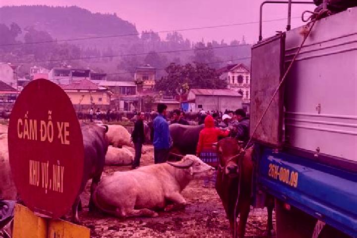 Eva, 30 — Escort in Bac Ha, Vietnam