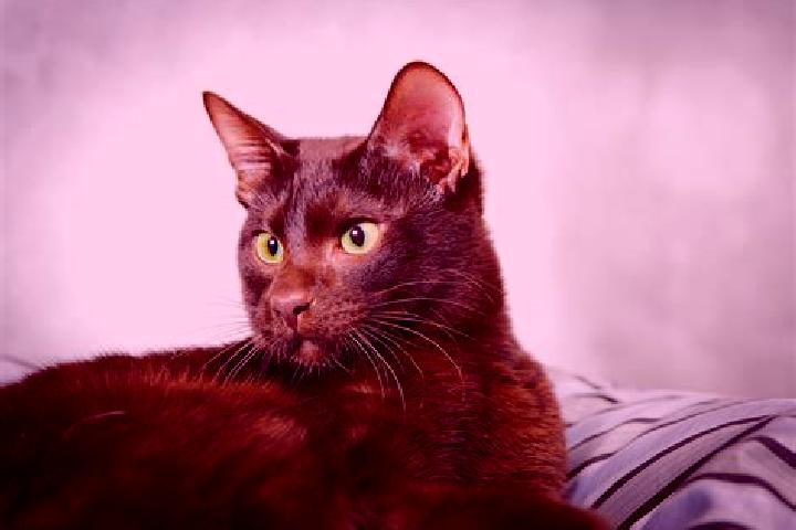 Eva, 32, a black brown-eyed caribbean companion based in Crucea de Sus. Offering Roleplay, Deep French Kissing, Striptease, Domination. Available for incall ...