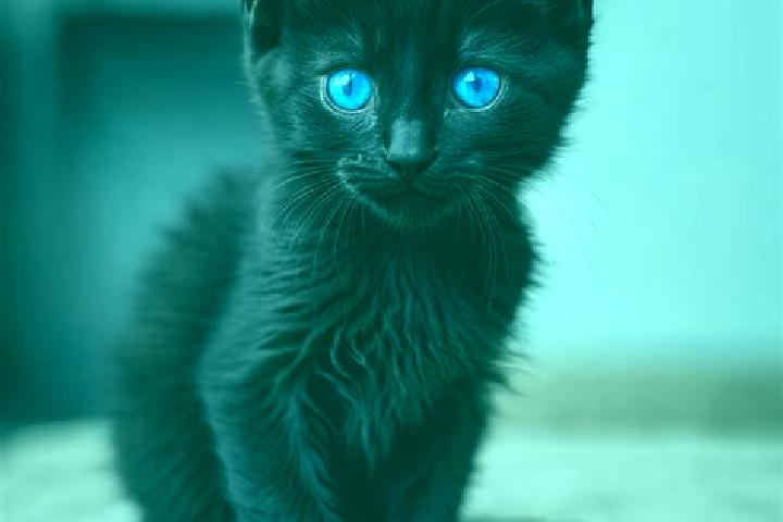 Eva, 37, a black blue-eyed mediterranean companion based in Dundowran. Offering GFE, Girlfriend Experience, Tantra. Available for incall and outcall, overnig...