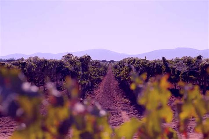 Eva, 38 — Escort in Valle de Guadalupe, Mexico