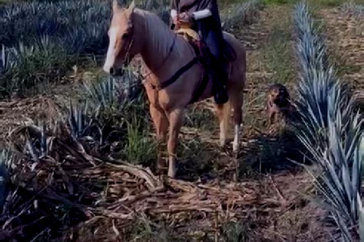 Evelyn, 21 — Escort in Arroyo Zacate, Mexico