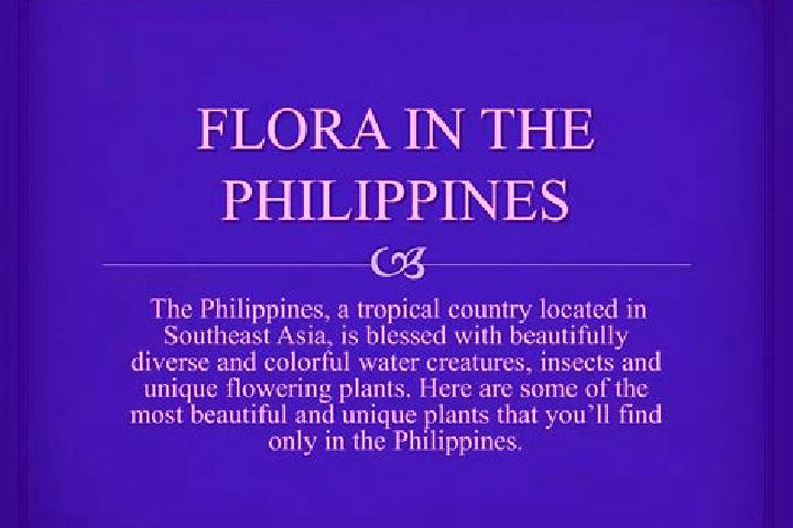Evelyn, 22 — Escort in Camp Flora, Philippines