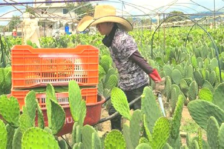Evelyn, 22 — Escort in Joconoxtle (La Tuna), Mexico
