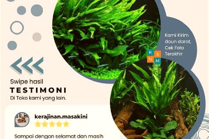 Evelyn, 26 — Escort in Kadaka, Indonesia