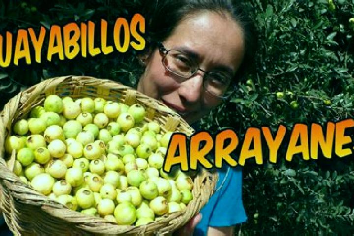 Evelyn, 27 — Escort in El Arrayan, Mexico
