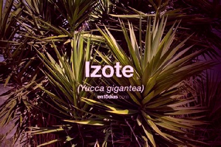 Evelyn, 27 — Escort in Loma del Izote (Mata Planta), Mexico