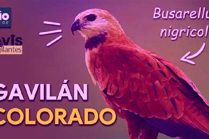 Evelyn, 33 — Escort in El Gavilan, Mexico