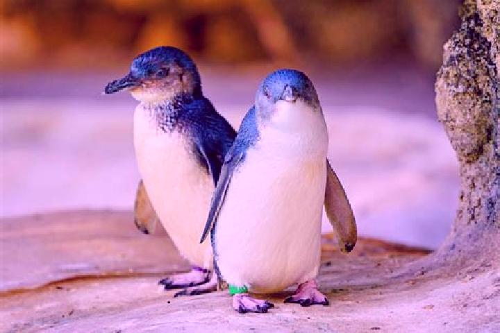 Evelyn, 33 — Escort in Penguin, Australia