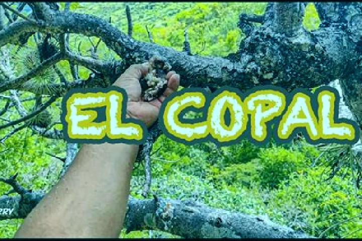 Evelyn, 36 — Escort in El Copal, Mexico