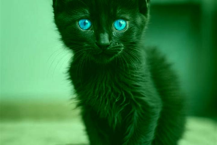 Evelyn, 37, a black blue-eyed mediterranean companion based in Foresta. Offering Erotic Massage, Overnight, Party Girl. Available for incall and outcall, ove...