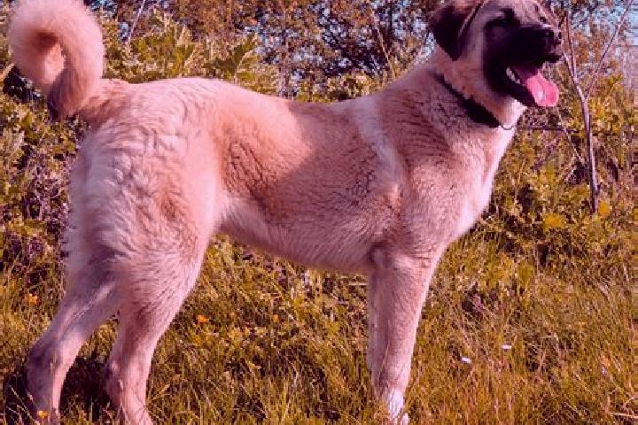 Grace, 20 — Escort in Kangal, Turkey
