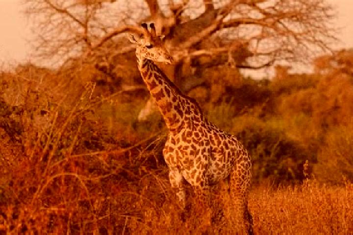 Grace, 24 — Escort in Ruaha, Tanzania