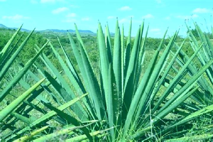 Grace, 25 — Escort in Los Magueyes, Mexico