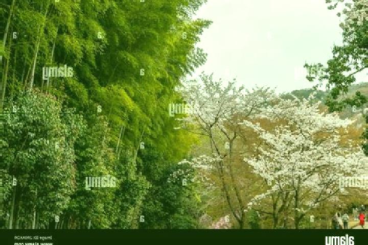Grace, 26 — Escort in Kameyama, Japan