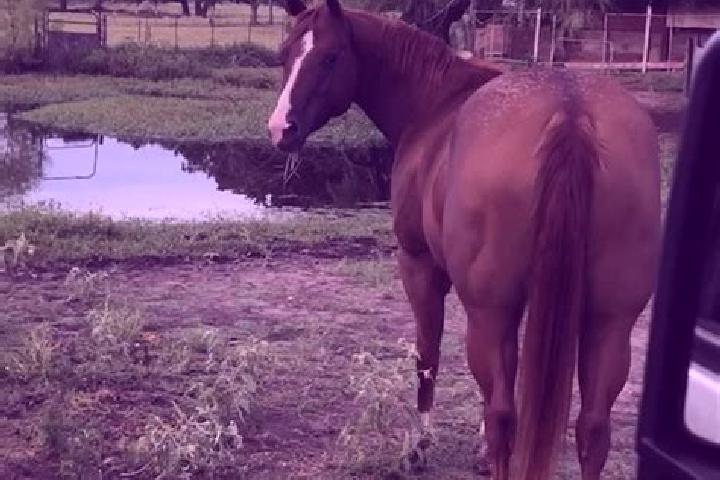 Grace, 28 — Escort in El Jacal, Mexico