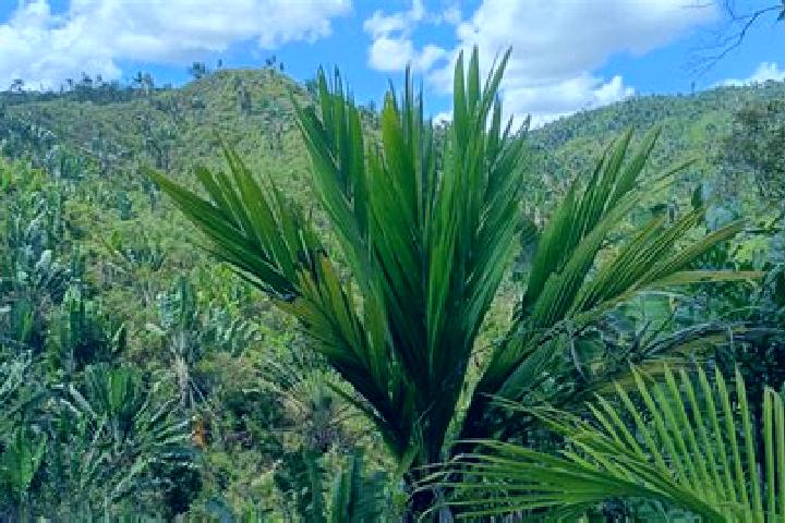 Grace, 36 — Escort in Ifanadiana, Madagascar