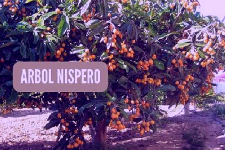 Grace, 37 — Escort in El Nispero, Honduras