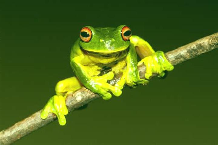 Hannah, 26, a red green-eyed latina companion based in Adebem. Offering Domination, Tantra, A-Level, Fetish, Party Girl. Available for incall and outcall, da...