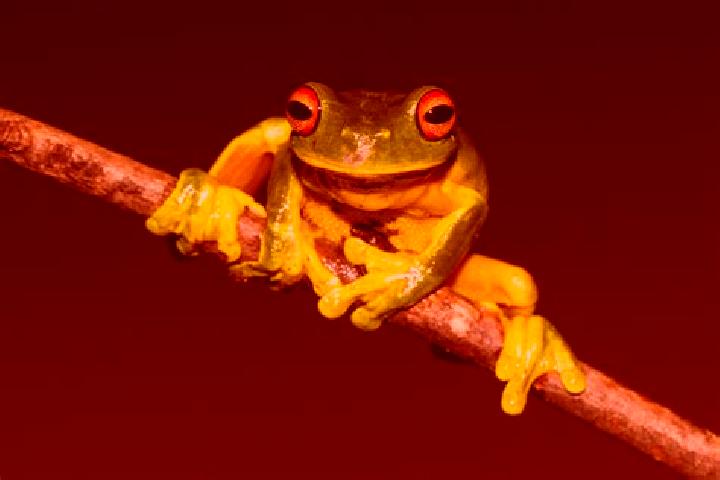 Hannah, 30, a red green-eyed mixed companion based in Fendels. Offering Tantra, Erotic Massage, BDSM, Travel Companion, Party Girl. Available for incall and ...