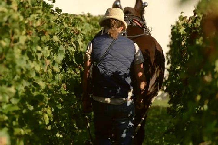 Harper, 23 — Escort in Pomerol, France