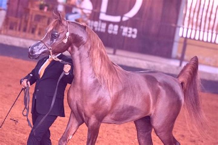 Harper, 24 — Escort in Riacho dos Cavalos, Brazil