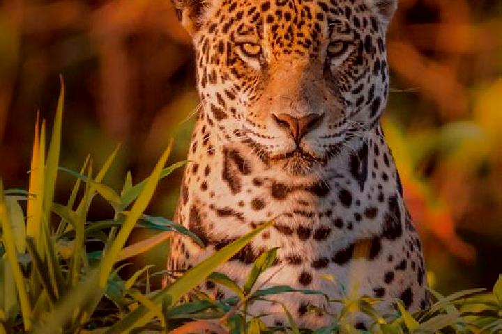 Harper, 25 — Escort in Jaguara, Brazil