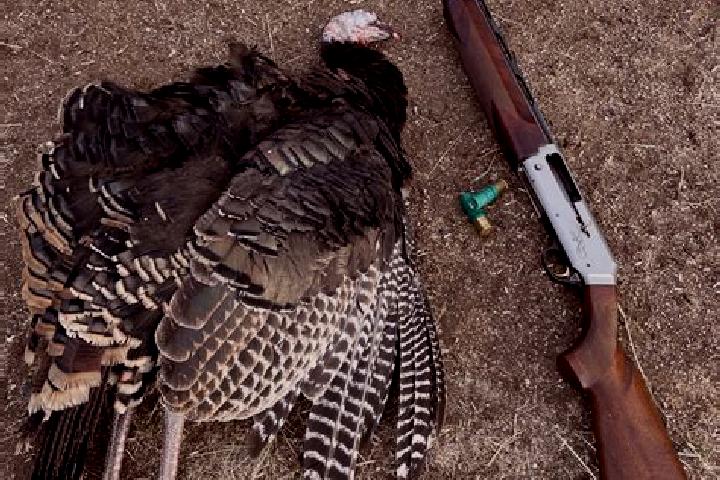 Harper, 30 — Escort in Cal, Turkey