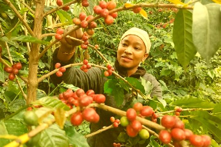 Harper, 30 — Escort in Kianyaga, Kenya
