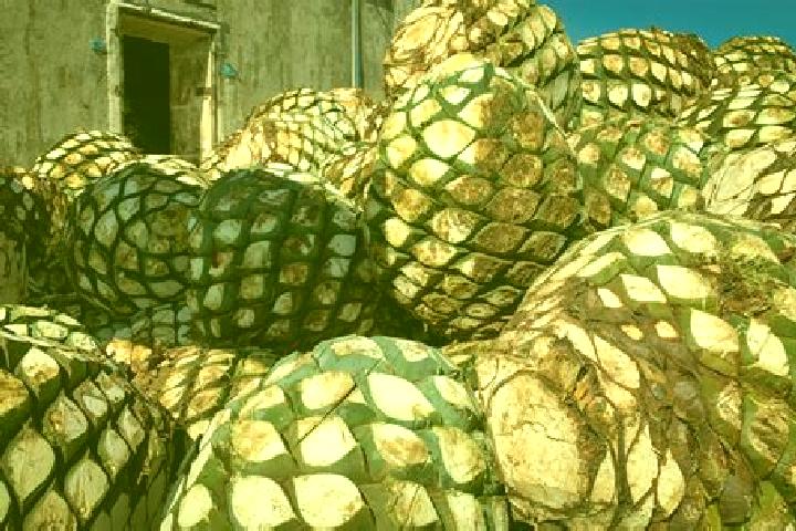 Harper, 32 — Escort in Bacanora, Mexico
