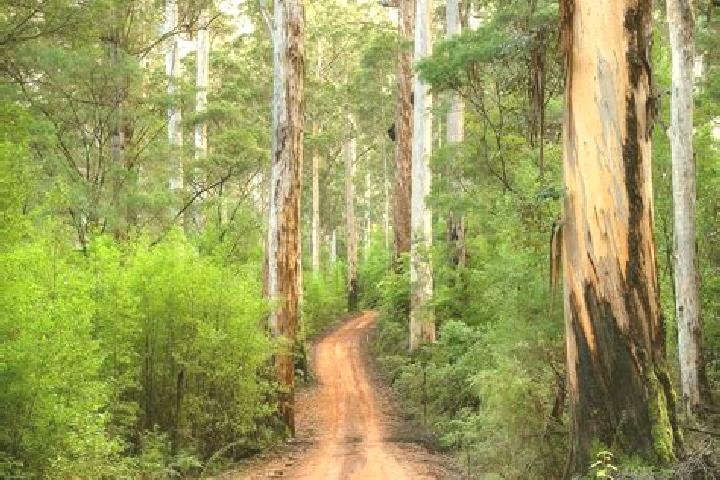 Harper, 33 — Escort in Pemberton, Australia
