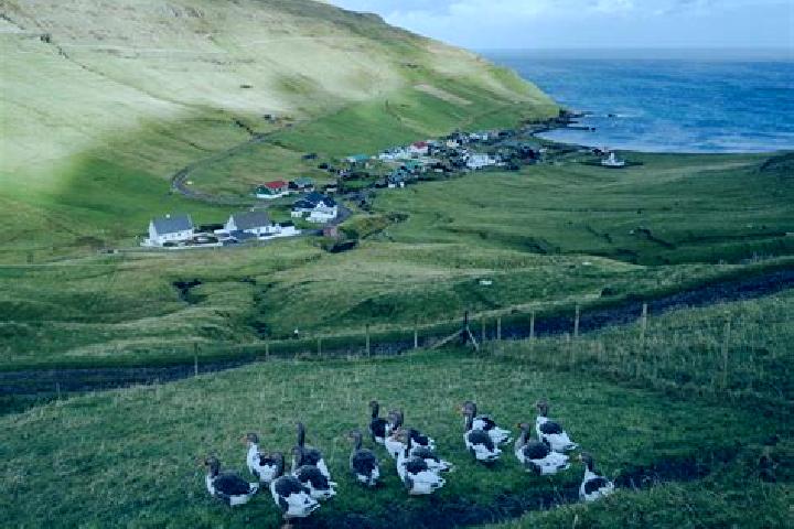 Harper, 33 — Escort in Vid Sjogv, Faroe Islands