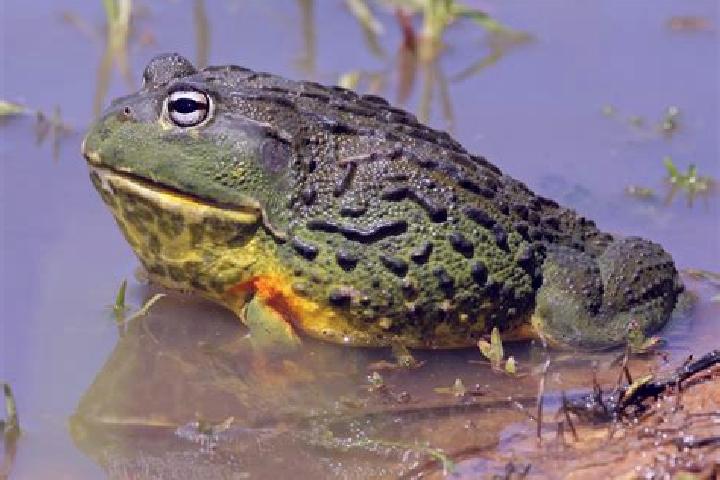 Harper, 34 — Escort in Froges, France