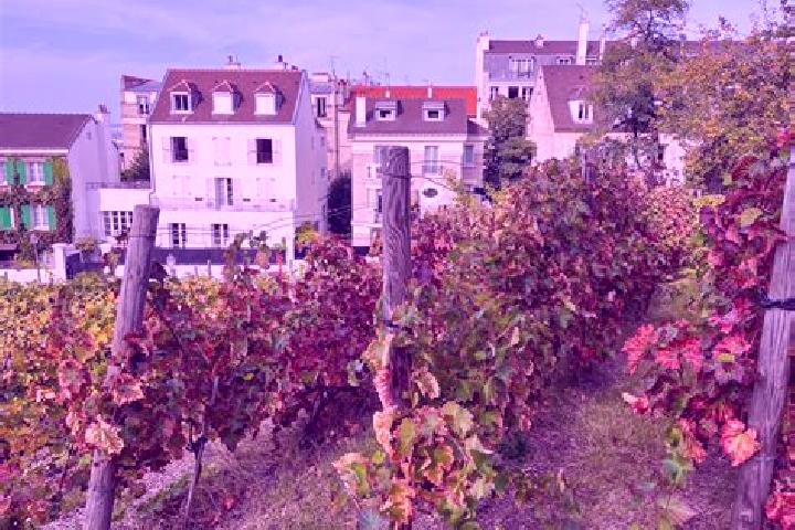 Harper, 36 — Escort in Les Rues-des-Vignes, France