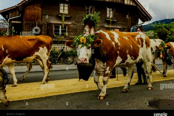 Harper, 36 — Escort in Oberschrot, Switzerland