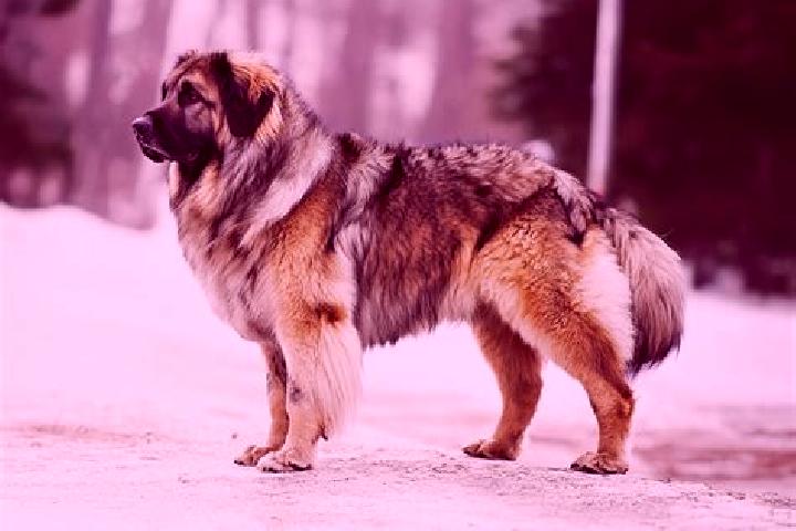 Harper, 39, a black grey-eyed caucasian companion based in Boffalora d Adda. Offering BDSM, Roleplay, Duos. Available for incall and outcall, overnight booki...
