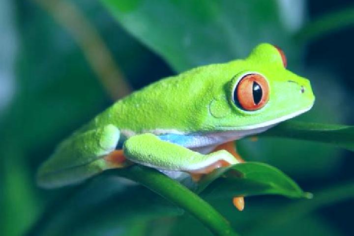 Hazel, 23, a red green-eyed caribbean companion based in Enagi. Offering BDSM, OWO, Overnight. Available for incall and outcall, overnight bookings available.