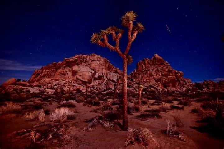 Hazel, 23 — Escort in Joshua Tree, United States