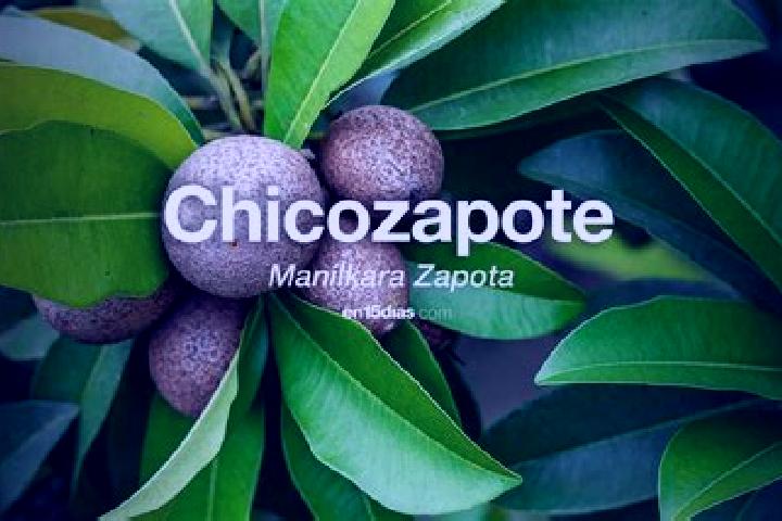 Hazel, 25 — Escort in Santa Maria del Zapote, Mexico